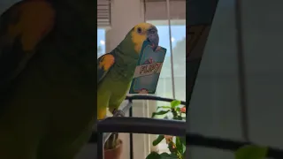 Flip 7 board game even the pets approve