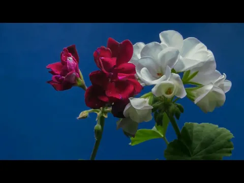 youtube-video-thumbnail