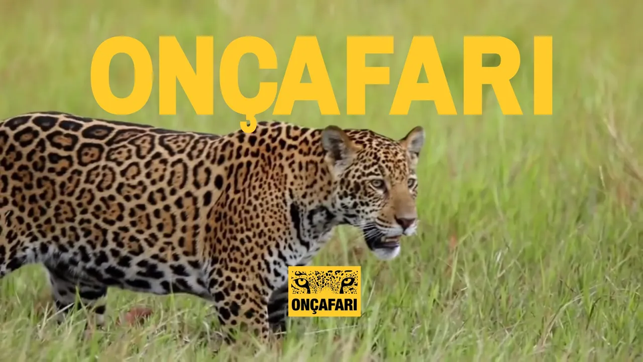 Vídeo de Loja Onçafari