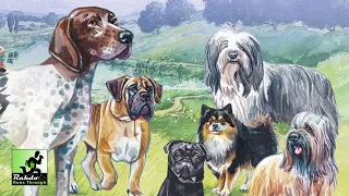 Dog Park | A Rahdo Runthrough by Ruel