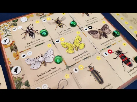 Learn & Play - Insectarium (Snowbright Studio)