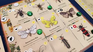 Learn & Play - Insectarium (Snowbright Studio)