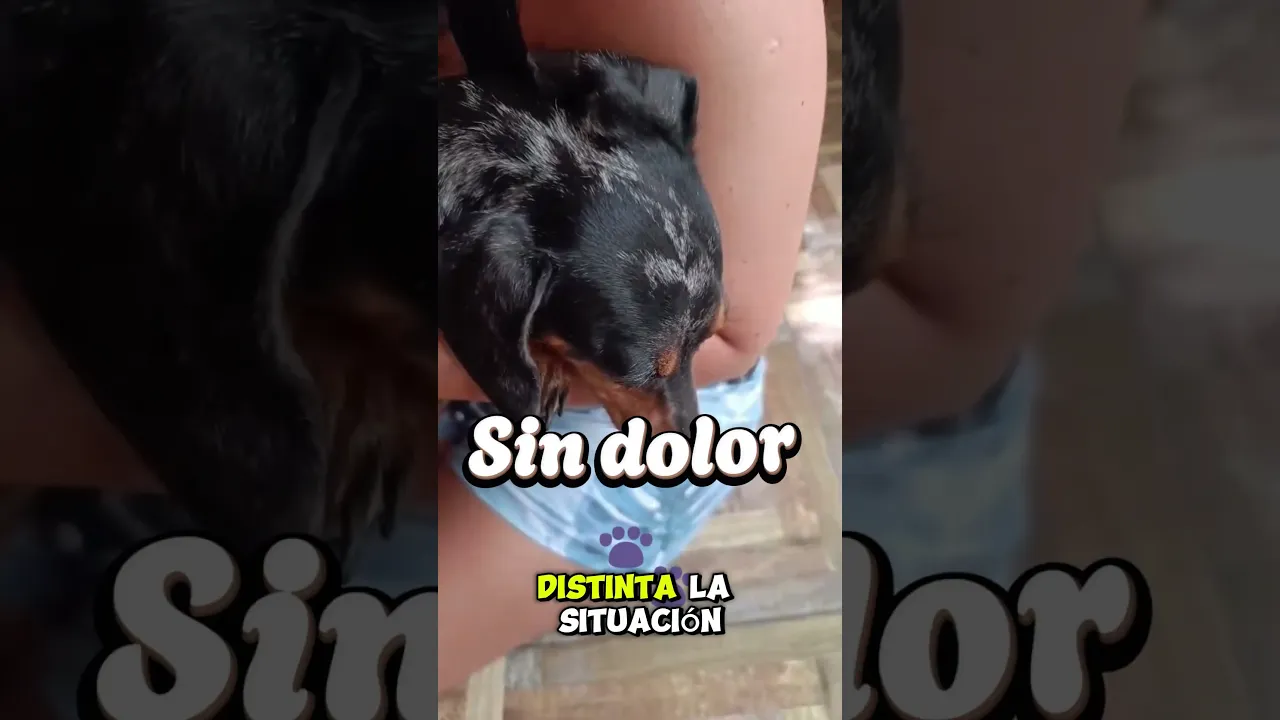 Video de Storeneura
