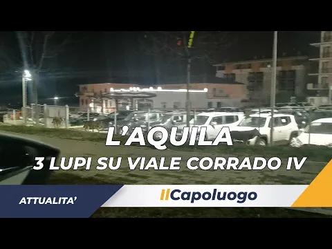 <span style="color:var(--accent)">Video:</span> L’Aquila, avvistati 3 lupi su Viale Corrado IV