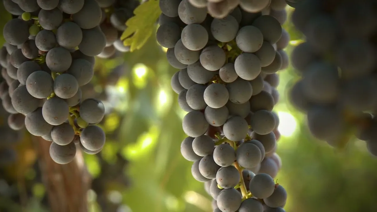 Vídeo de Vinícola Rubik