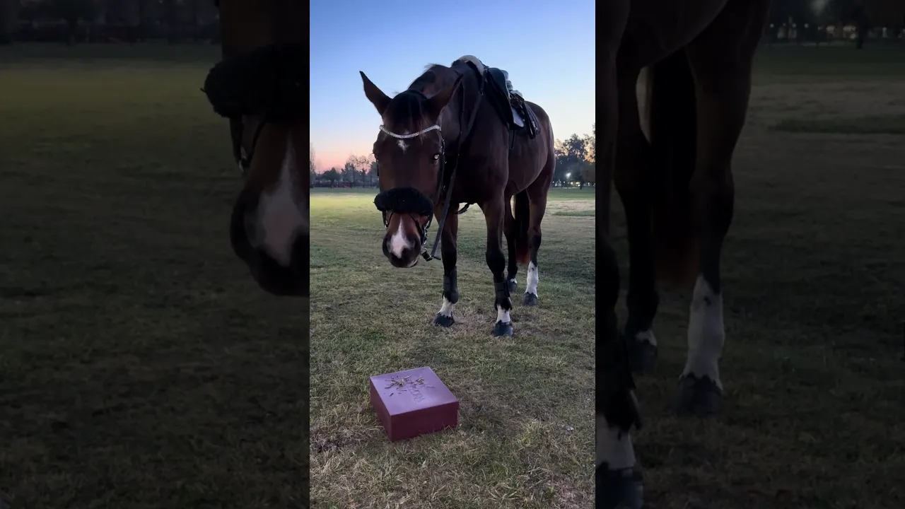 Video de puledra