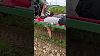 Carrot Picking Harvesting Machine! 🥕 #farming #carrots #harvest