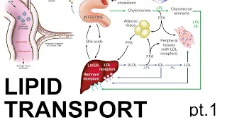 Lipid Transport (pt. 1)