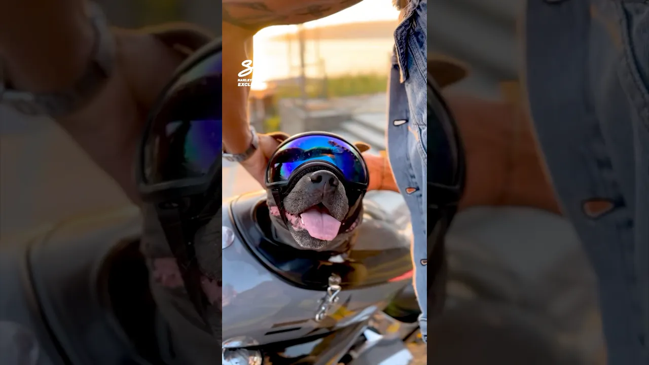 Staffy Riding Motorbike with Owner! 🥺 #dogs #motorbikes #cute