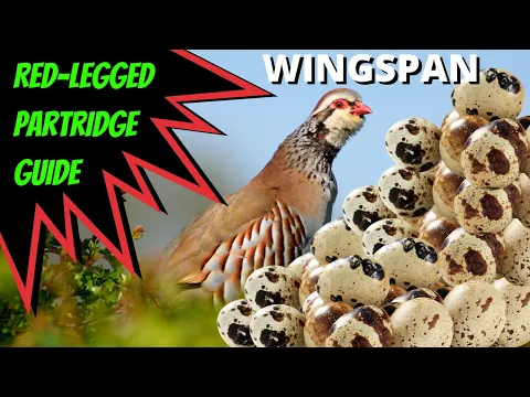 How To Use Red-Legged Partridge: Wingspan Board Game Strategy