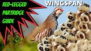 How To Use Red-Legged Partridge: Wingspan Board Game Strategy
