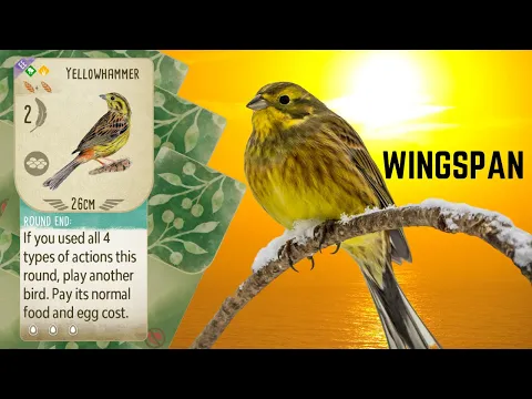 Wingspan Gameplay: Yellowhammer Showcase