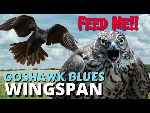 Raven Start! Too Many Good Cards To Tuck!! Wingspan Tournament