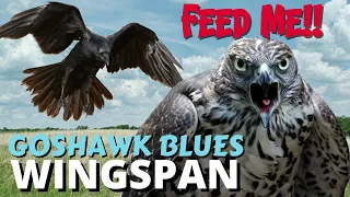Raven Start! Too Many Good Cards To Tuck!! Wingspan Tournament
