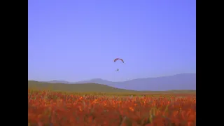 POPPIES [ memories ] Thumbnail