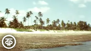 Океан. Документальный фильм (1977)