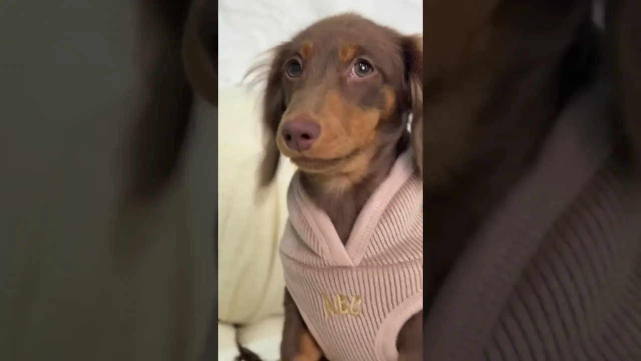 Video de TiendaPettique