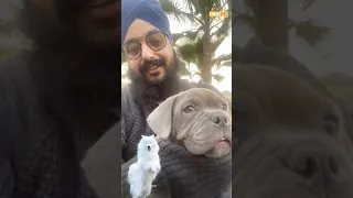 Everyone should try and raise a dog in their Household