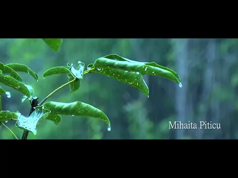 Thumbnail for Ploua - Mihaita Piticu